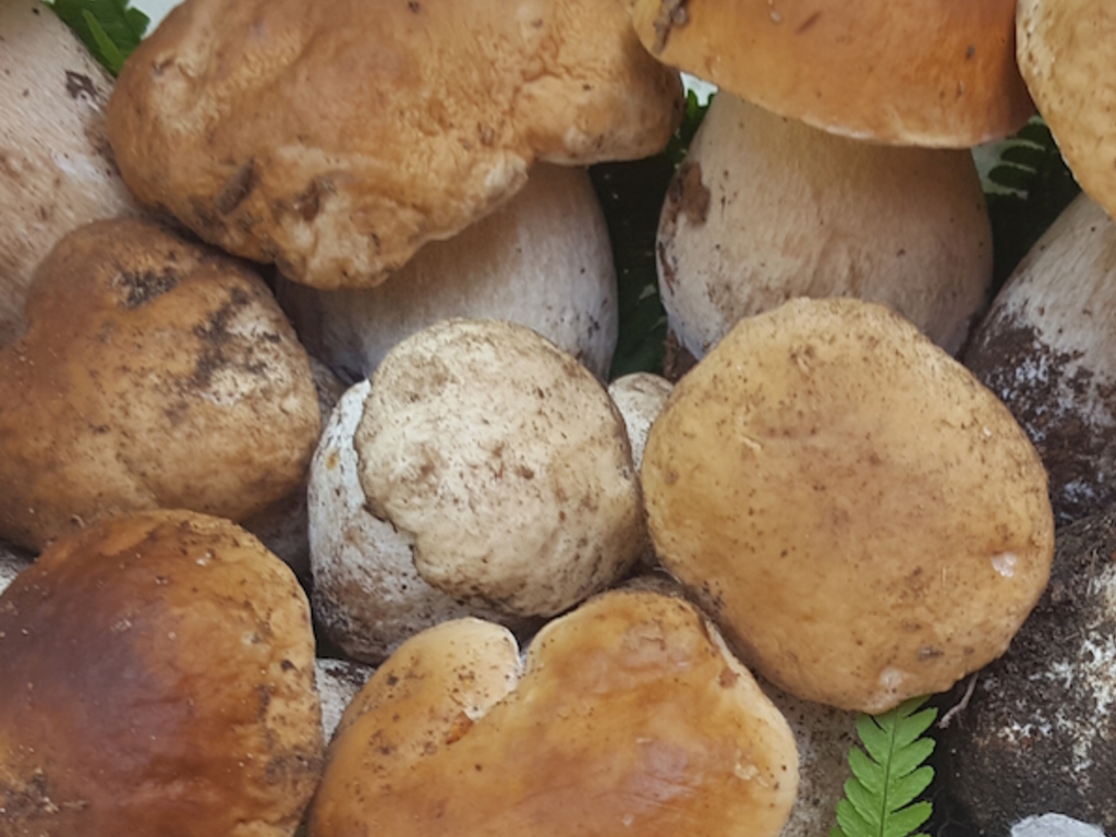 Cappelle di funghi porcini al cartoccio